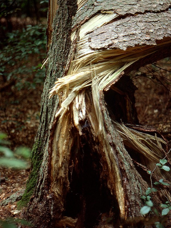 camponotus_herculeanus2md