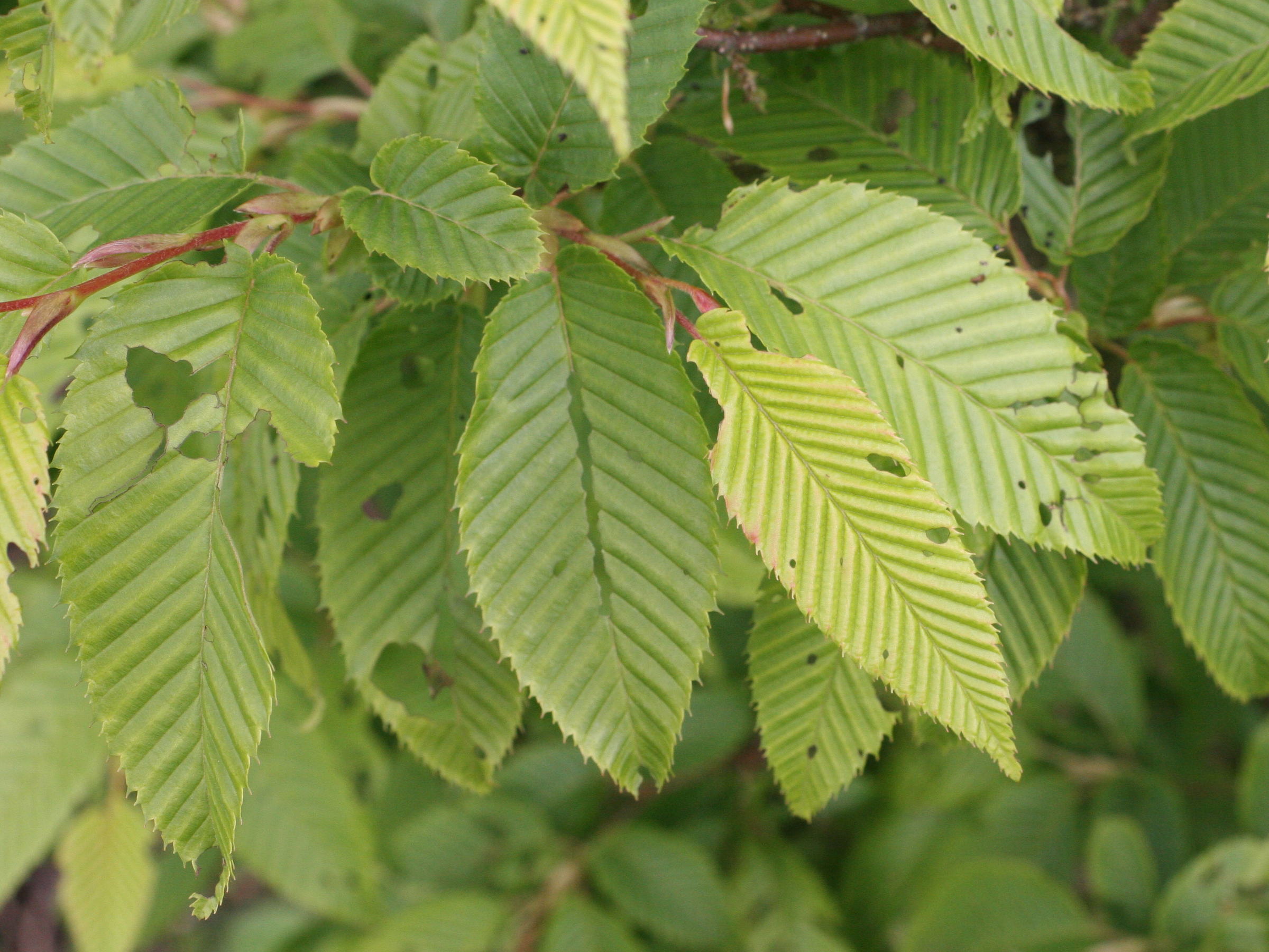 carpinus_japonica2md
