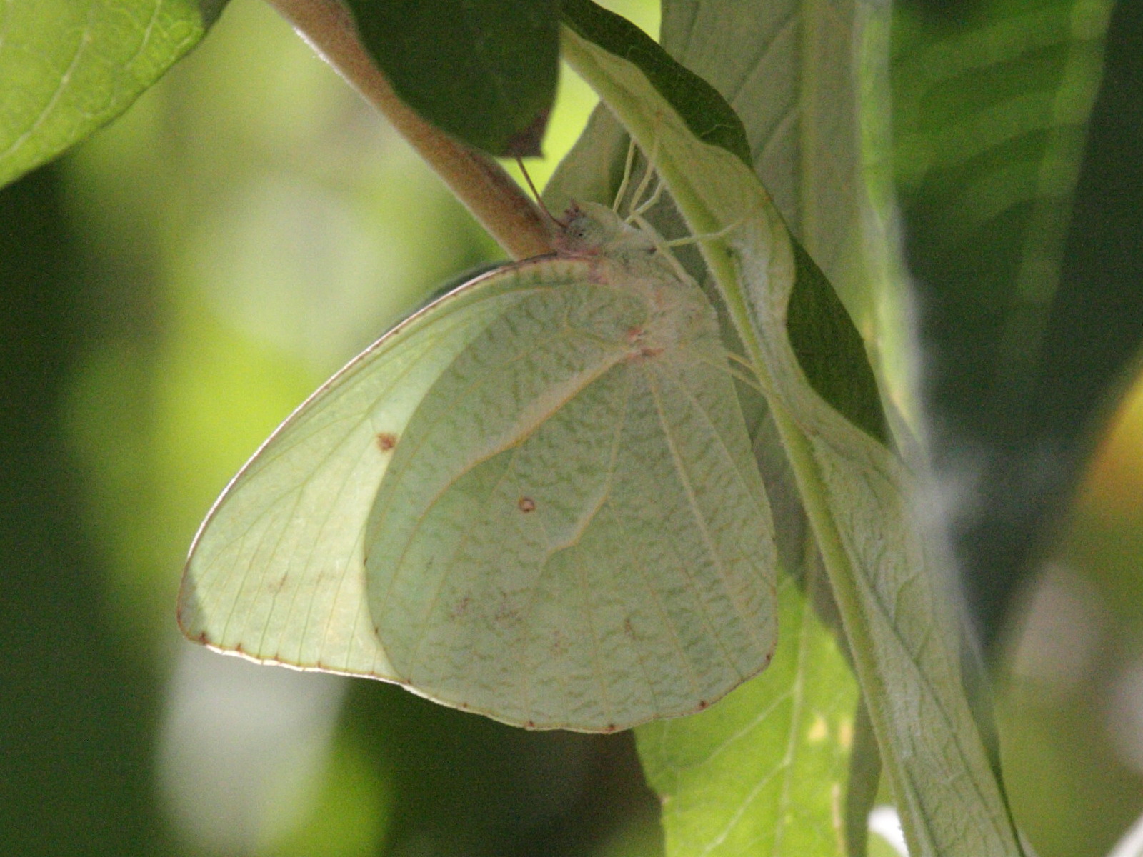 catopsilia_florella2bd