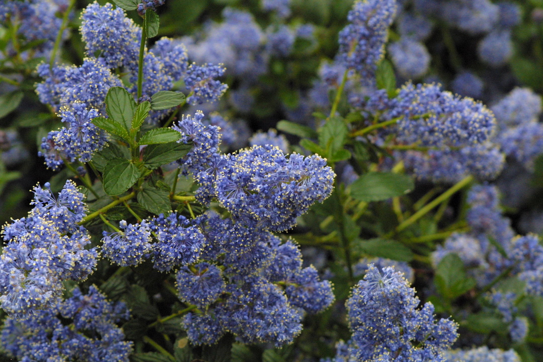 Afficher le média ceanothus_thyrsiflorus_repens2md ceanothus_thyrsiflorus_repens2md