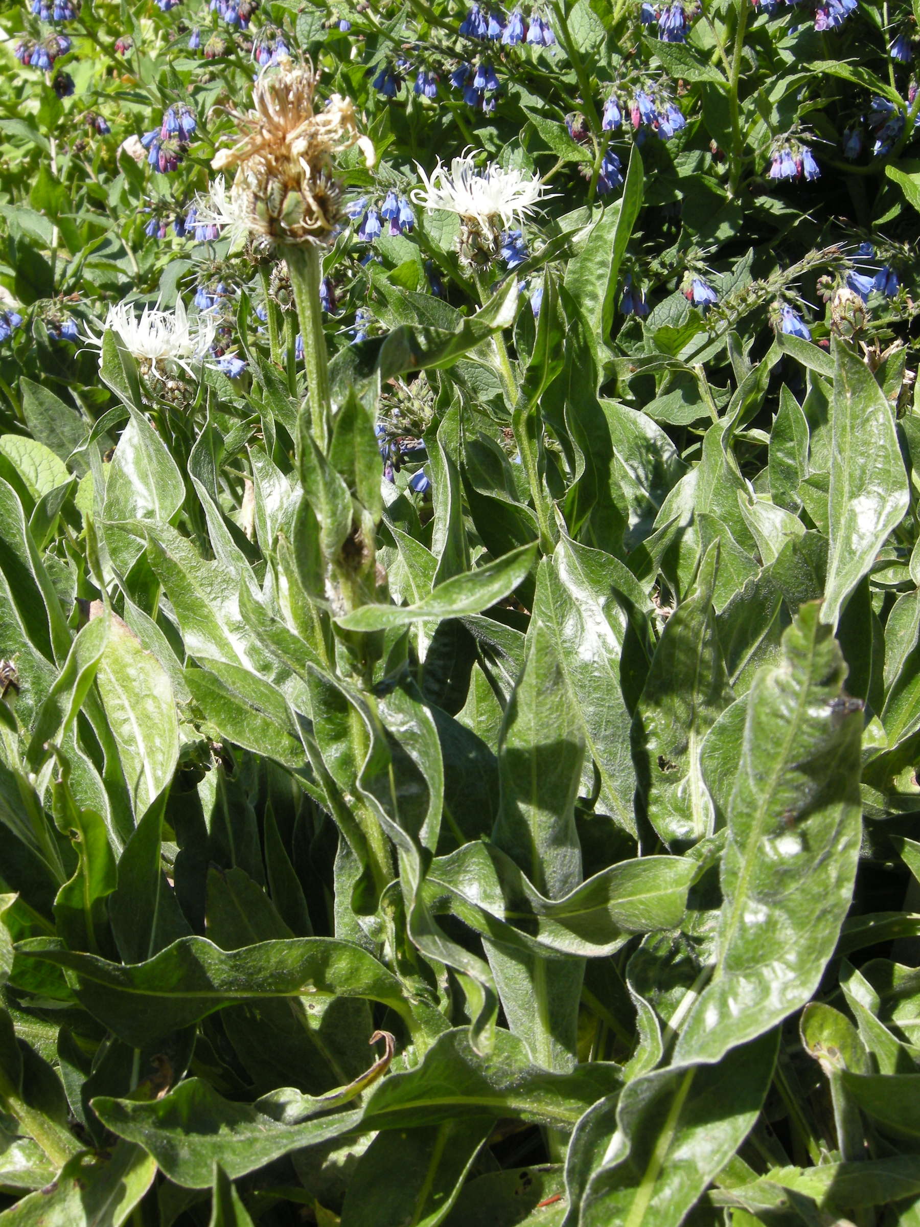 centaurea_fischeri2md