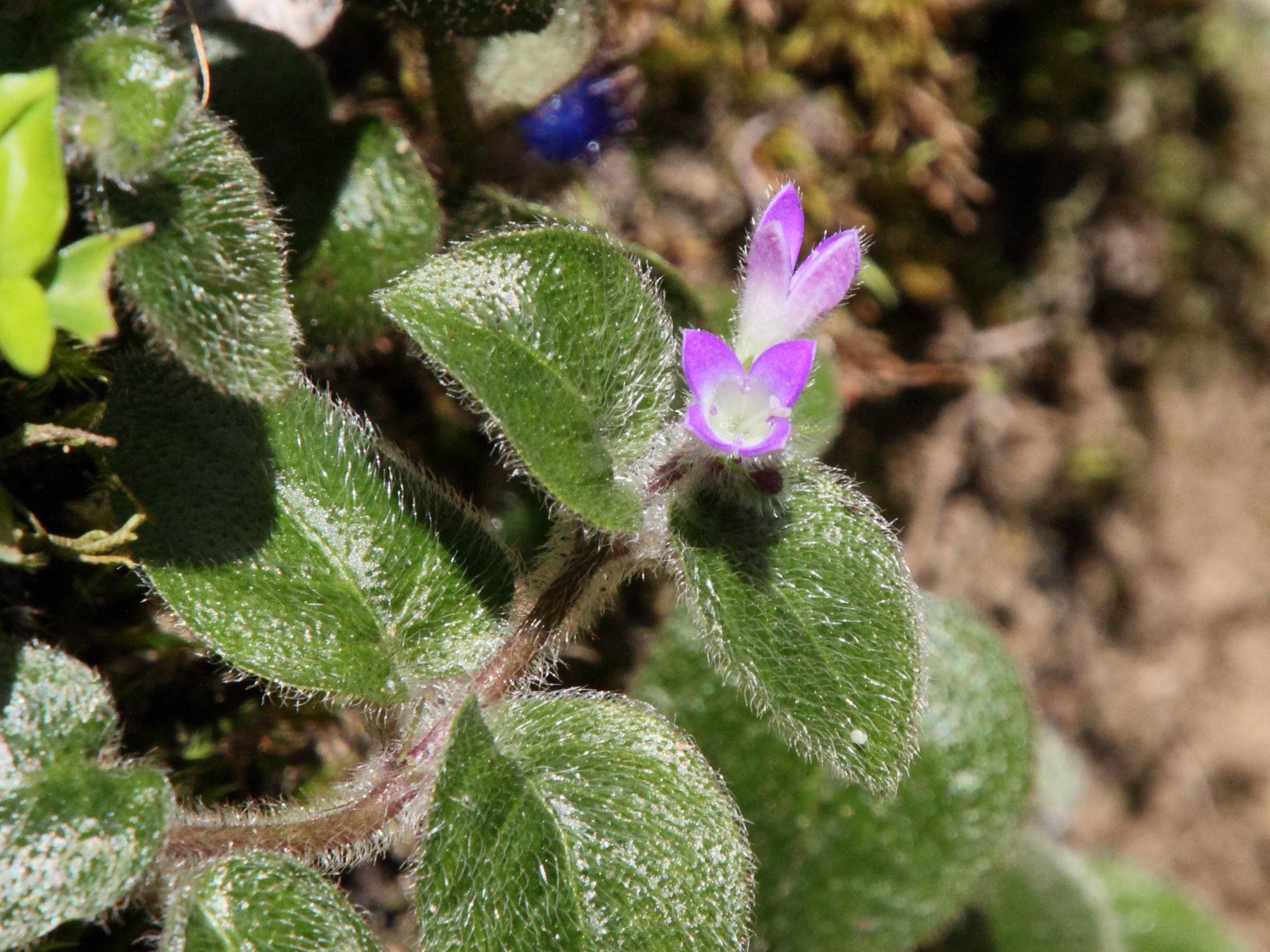 coccocypselum_cordifolium2md