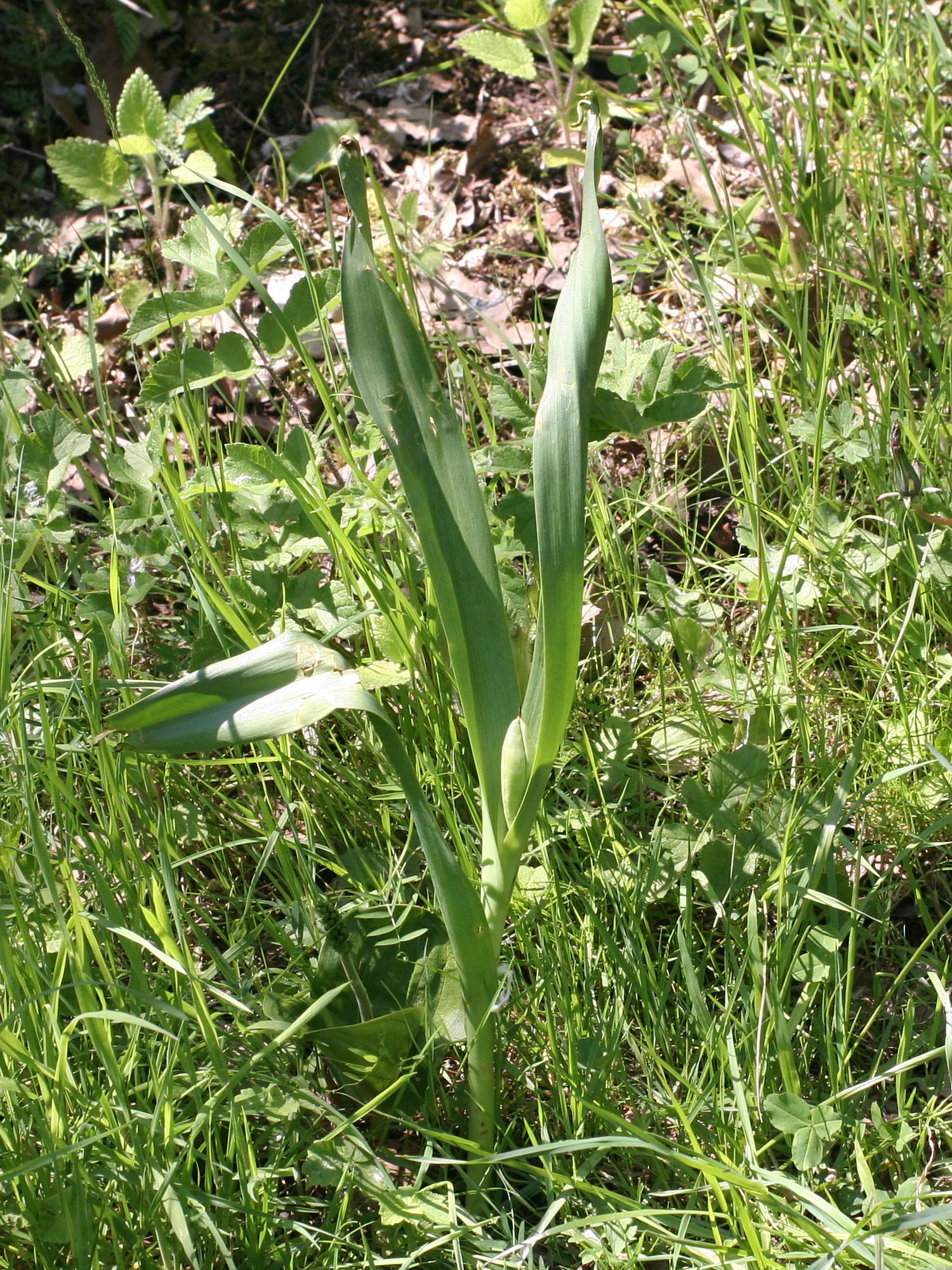 colchicum_autumnale5md