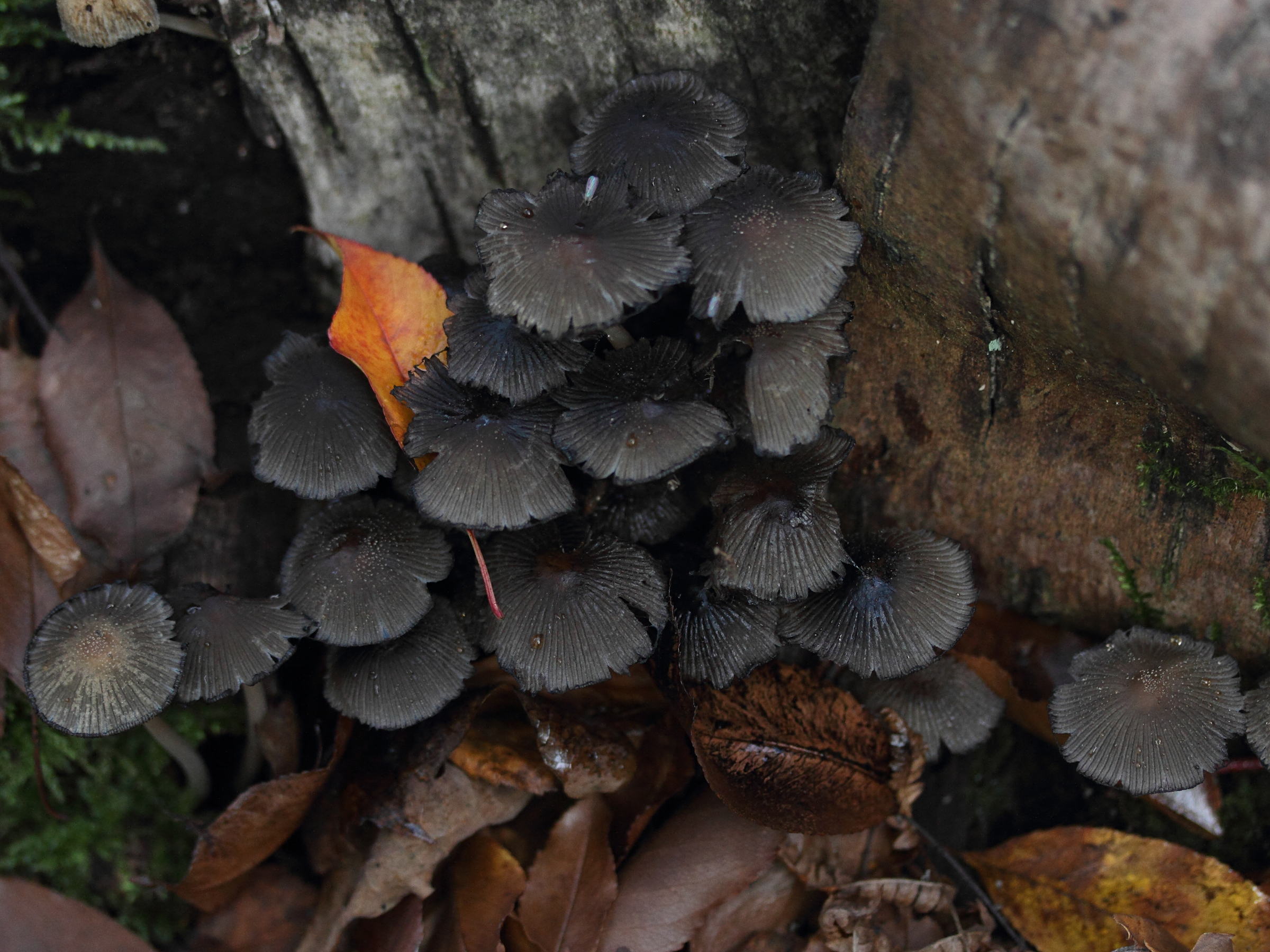 coprinellus_micaceus5md