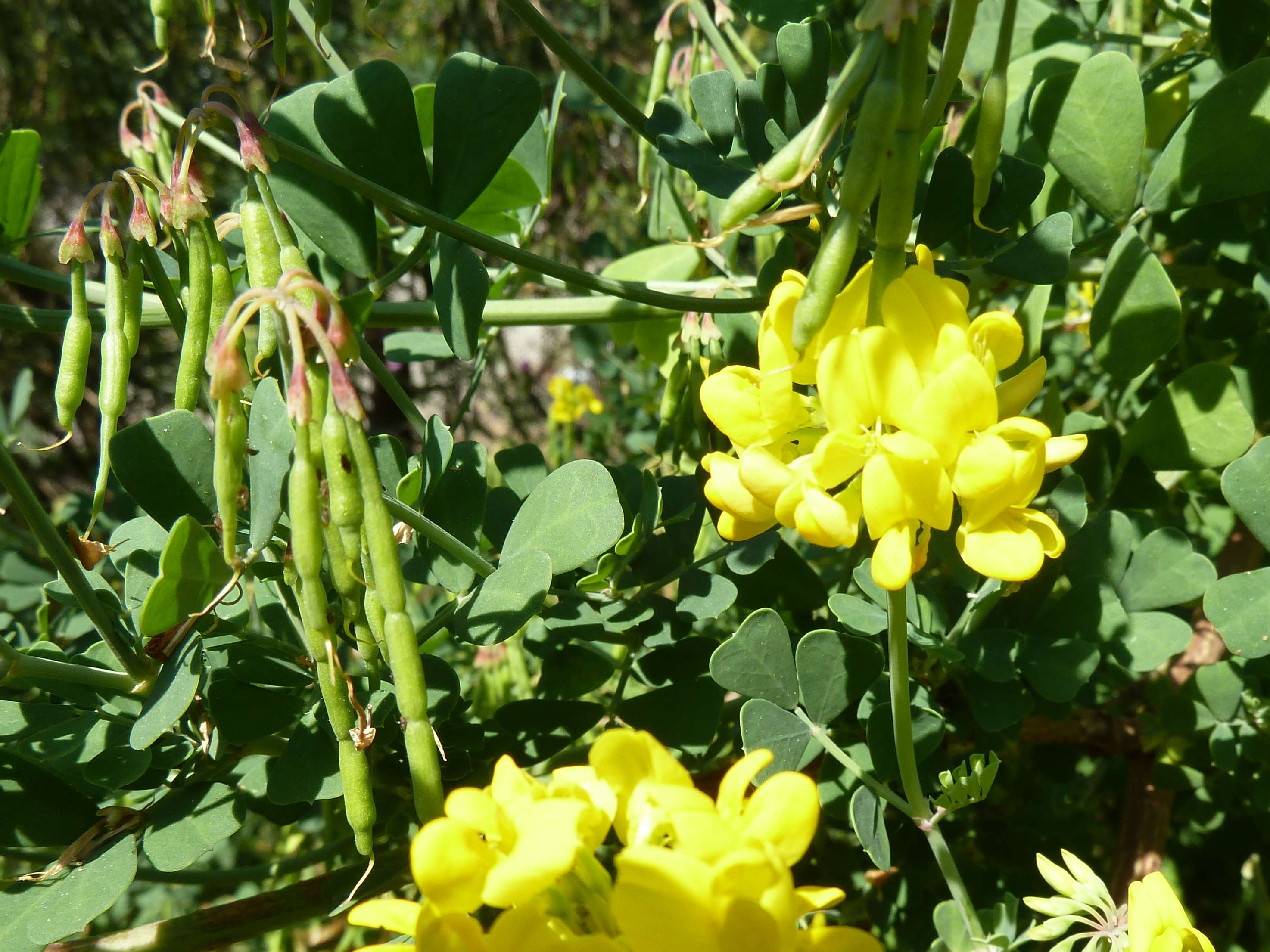 coronilla_valentina_glauca1gv