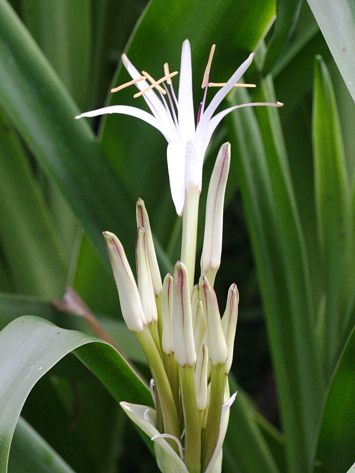 crinum_mauritianum1md