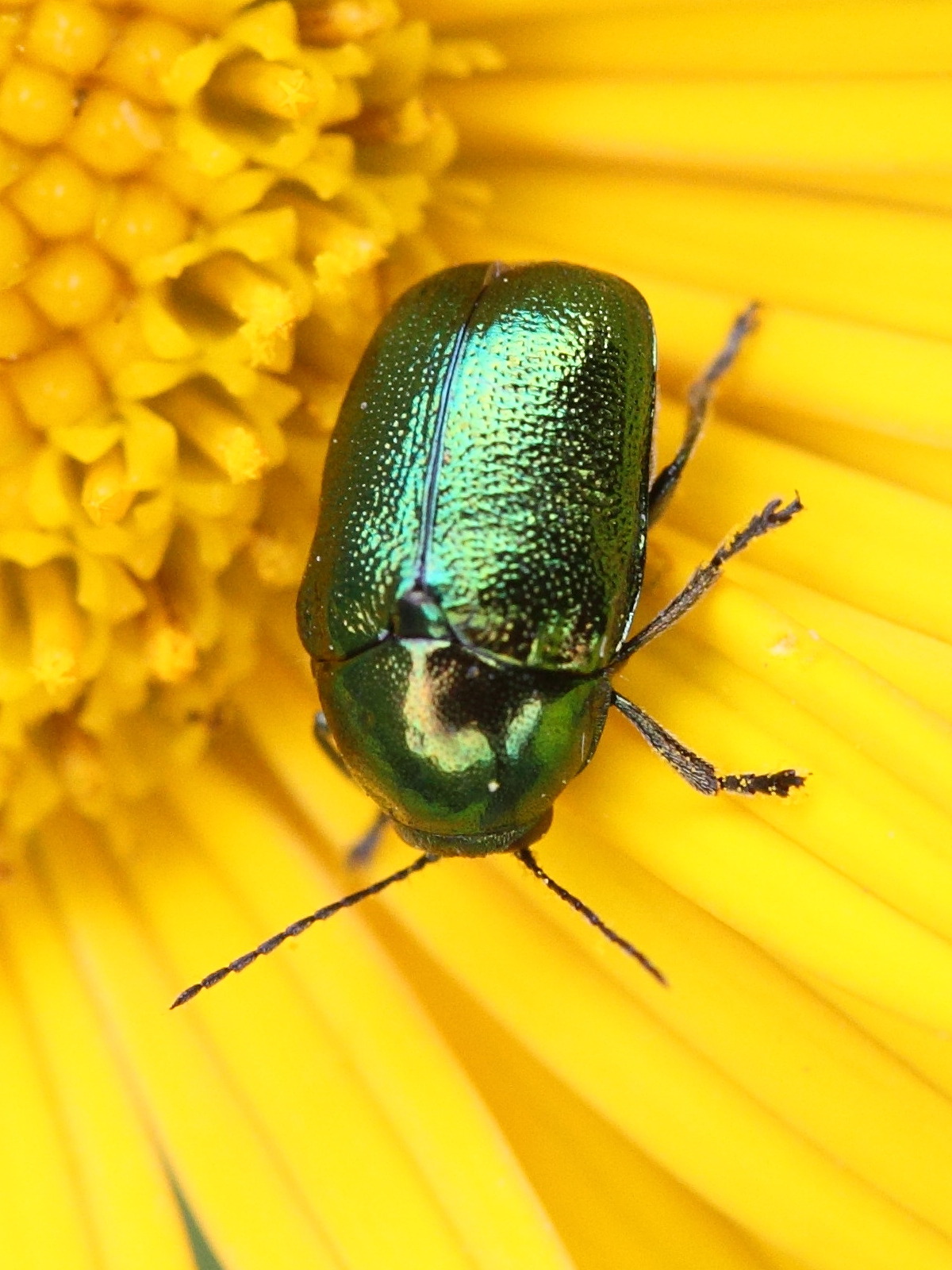 Afficher le média Cryptocephalus_hypochaeridis Cryptocephalus_hypochaeridis