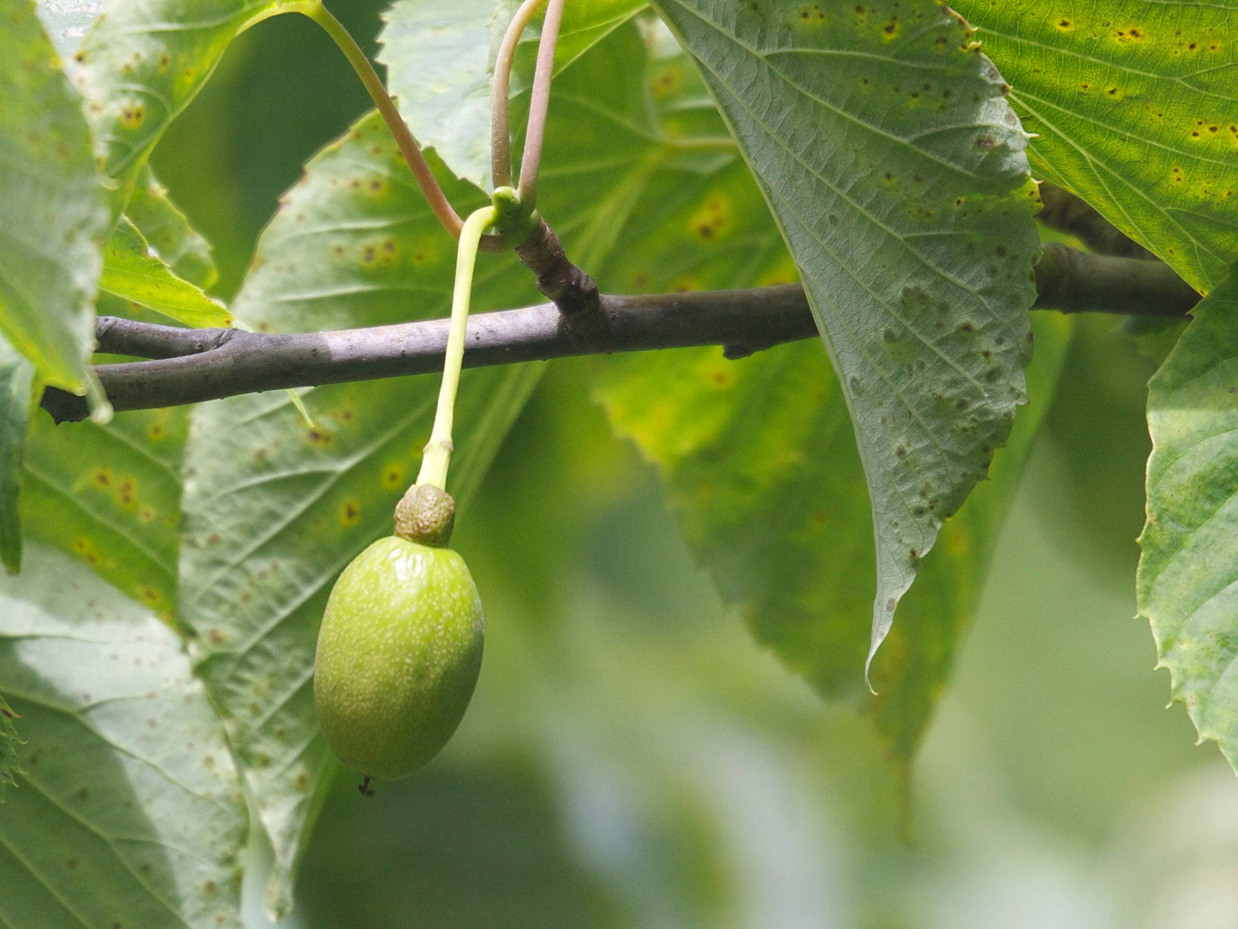 Afficher le média davidia_involucrata3md davidia_involucrata3md