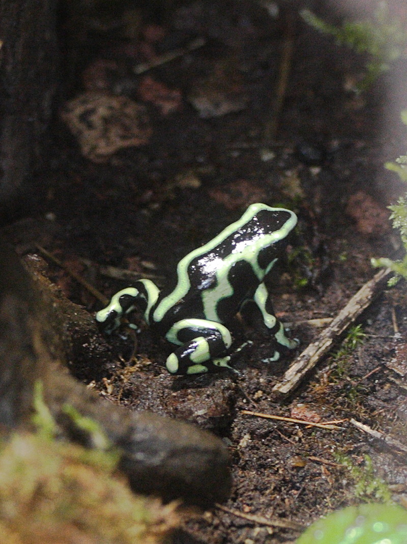 dendrobates_auratus2md