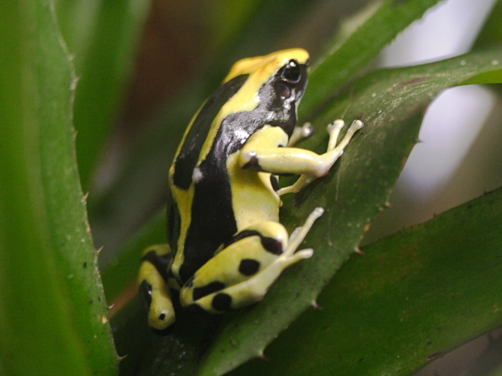 dendrobates_tinctorius3md
