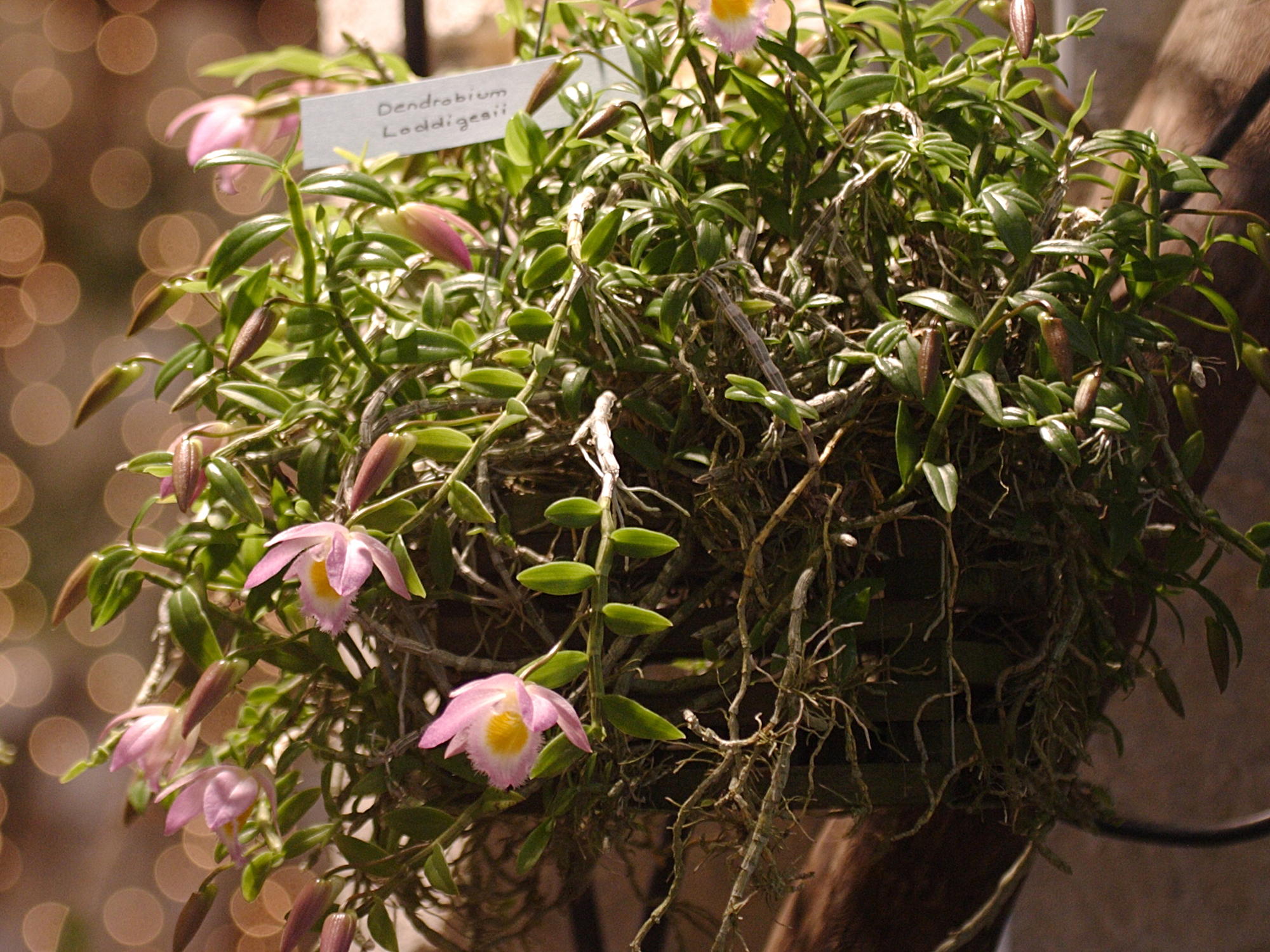 dendrobium_loddigesii1bd