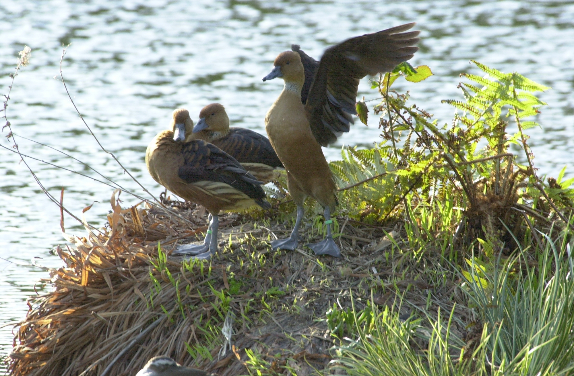 dendrocygne_fauve_-_dendrocygna_bicolor1bd