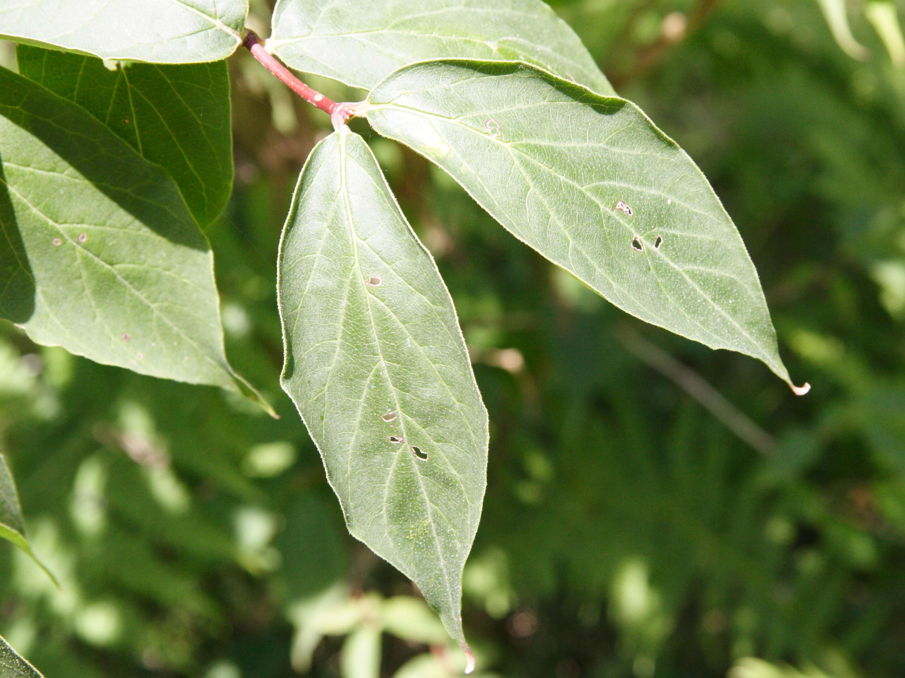 dipelta_floribunda3md