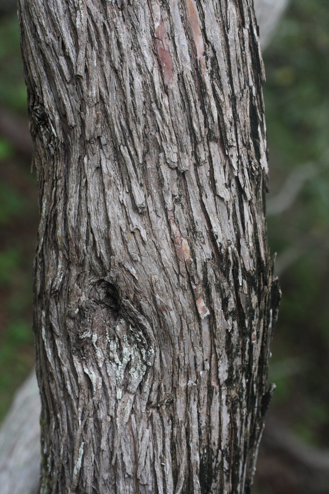 Afficher le média dodonaea_viscosa7md dodonaea_viscosa7md