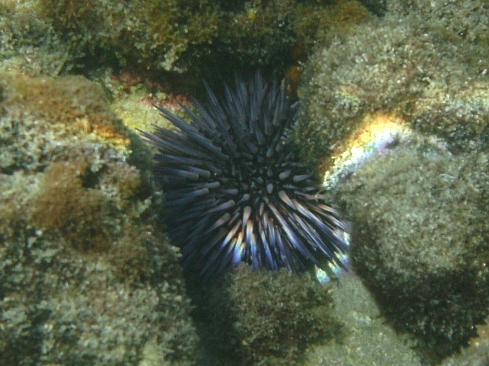 echinometra_mathaei1bd