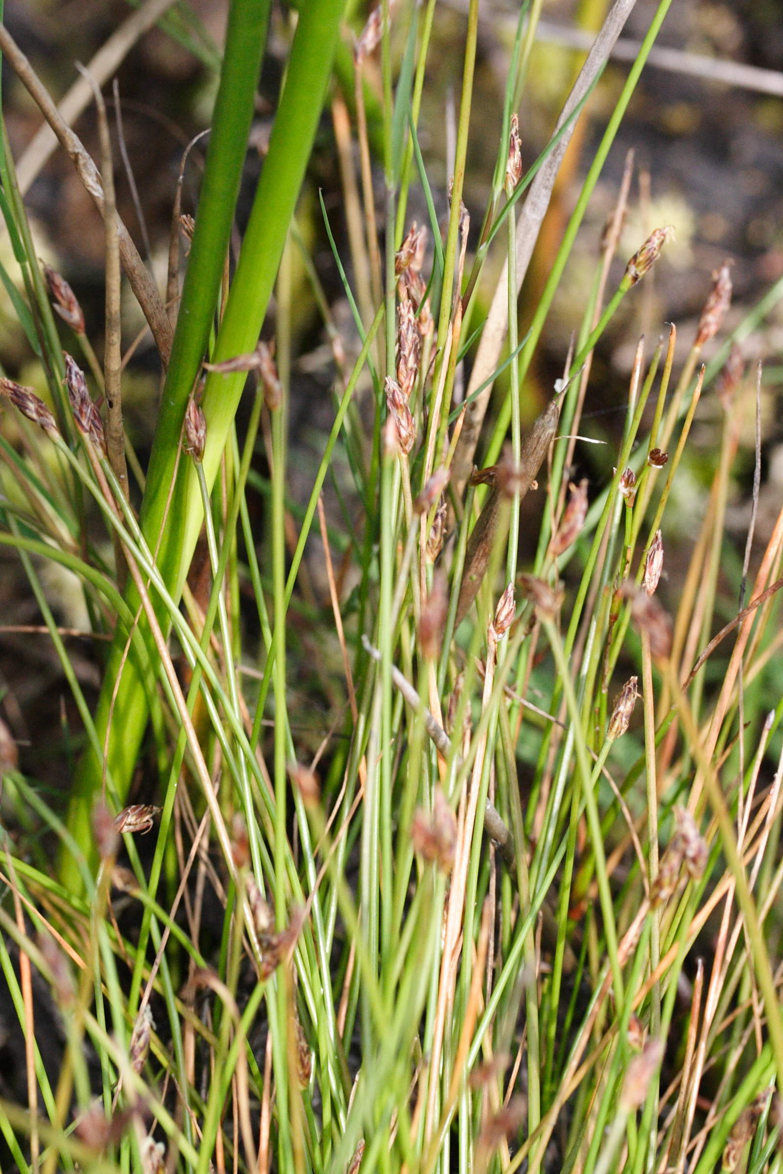 eleocharis_multicaulis2md