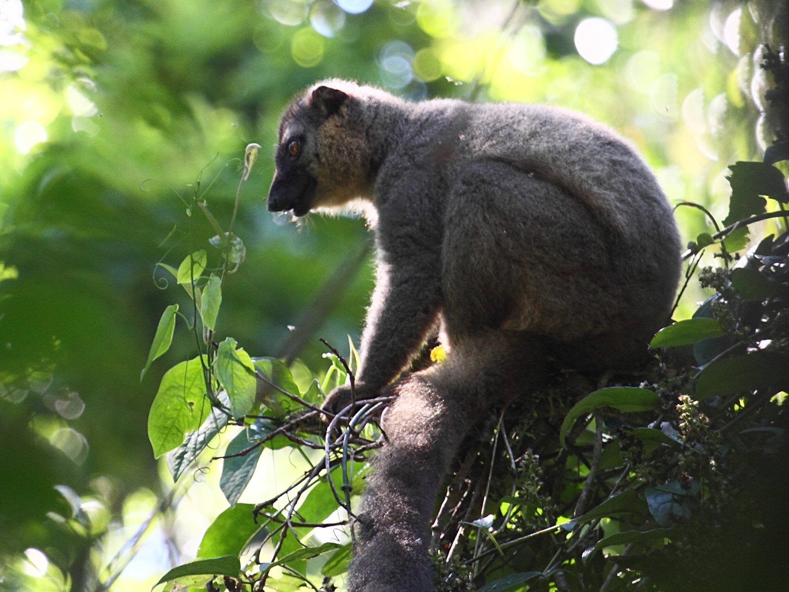 eulemur_fulvus_rufus5bd