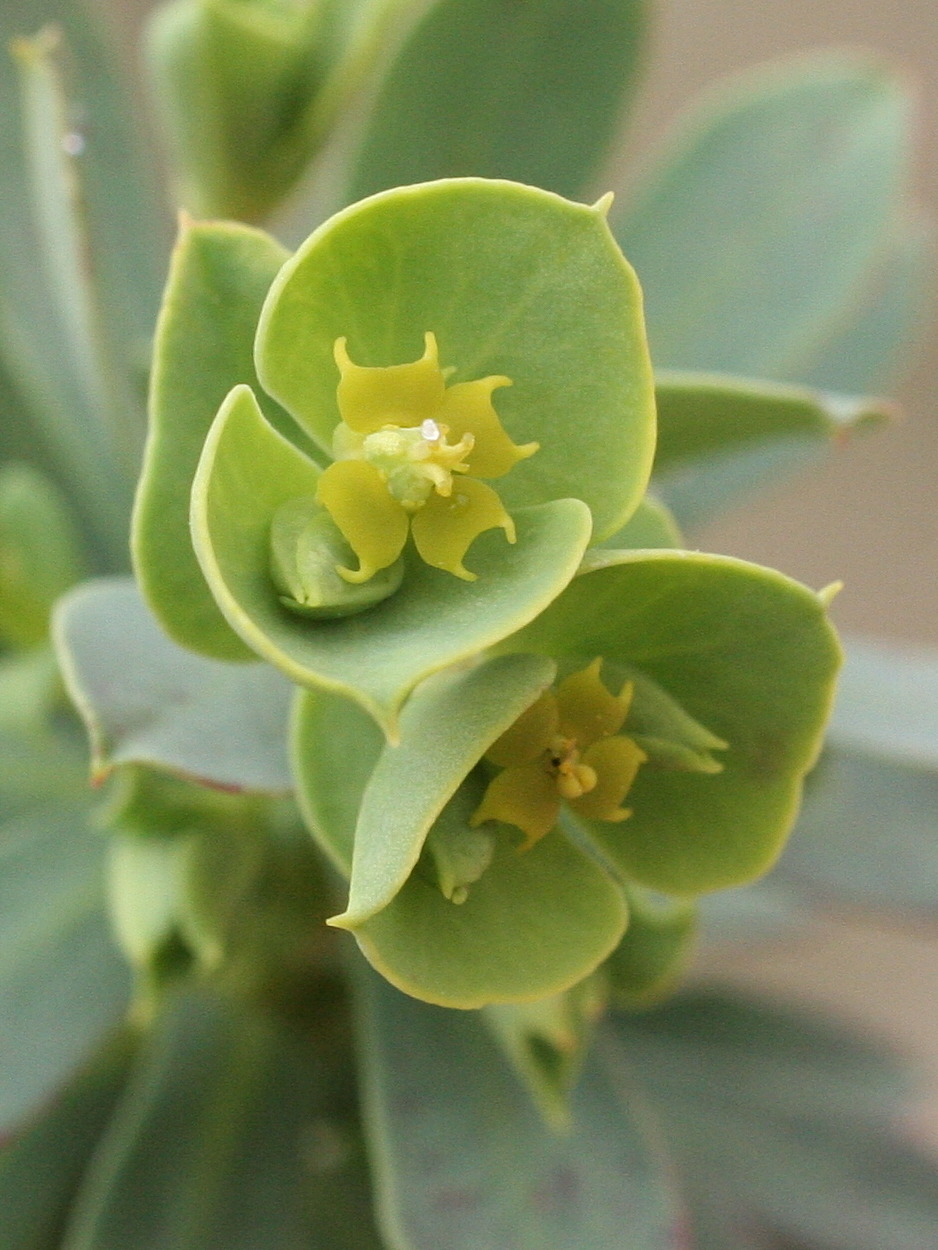 euphorbia_portlandica2md