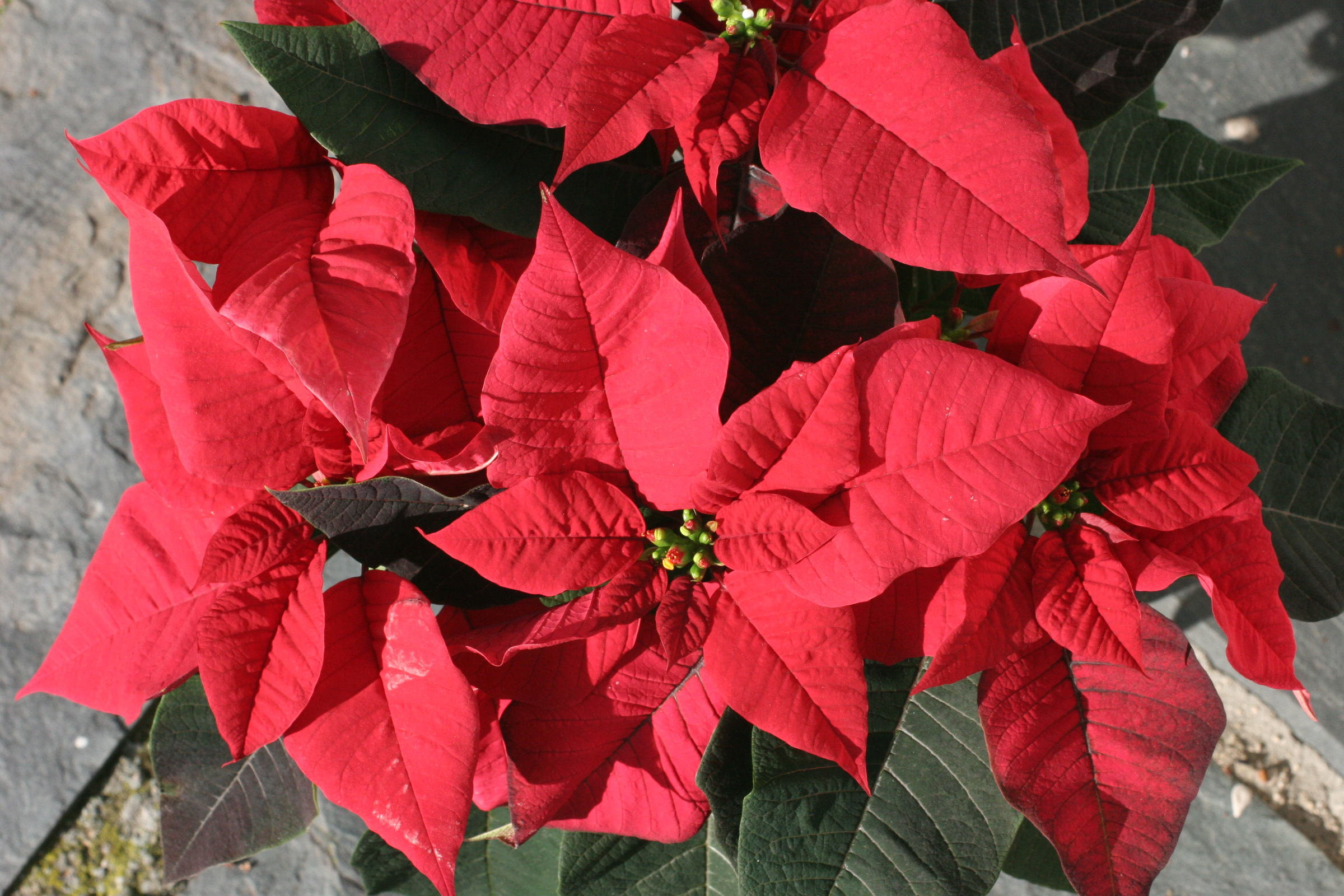 euphorbia_pulcherrima2md