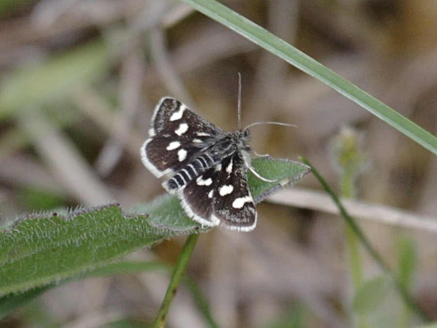 eurrhypis_pollinalis1bd