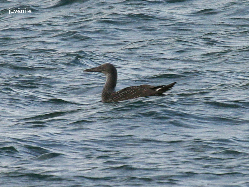 fou_de_bassan_-_morus_bassanus6bd