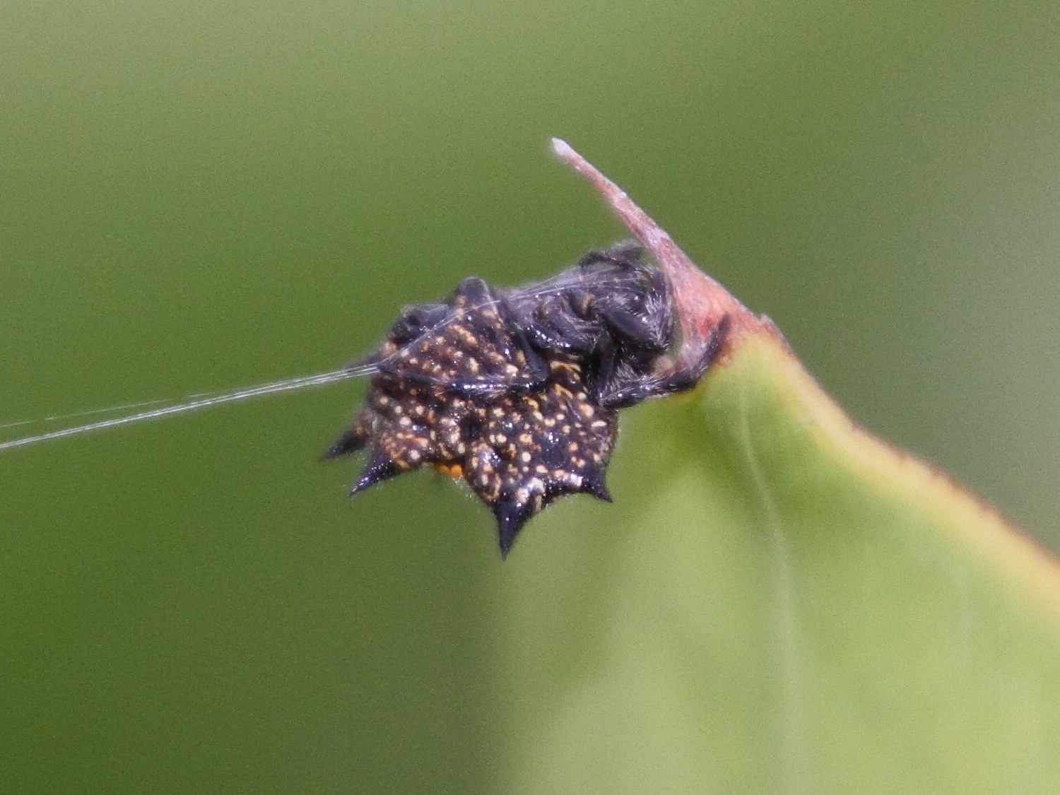 gasteracantha_cancriformis2md