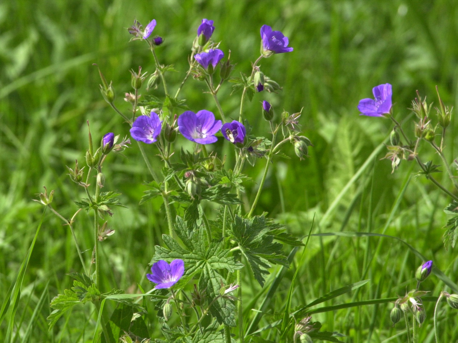 Afficher le média geranium_sylvaticum2bmd geranium_sylvaticum2bmd