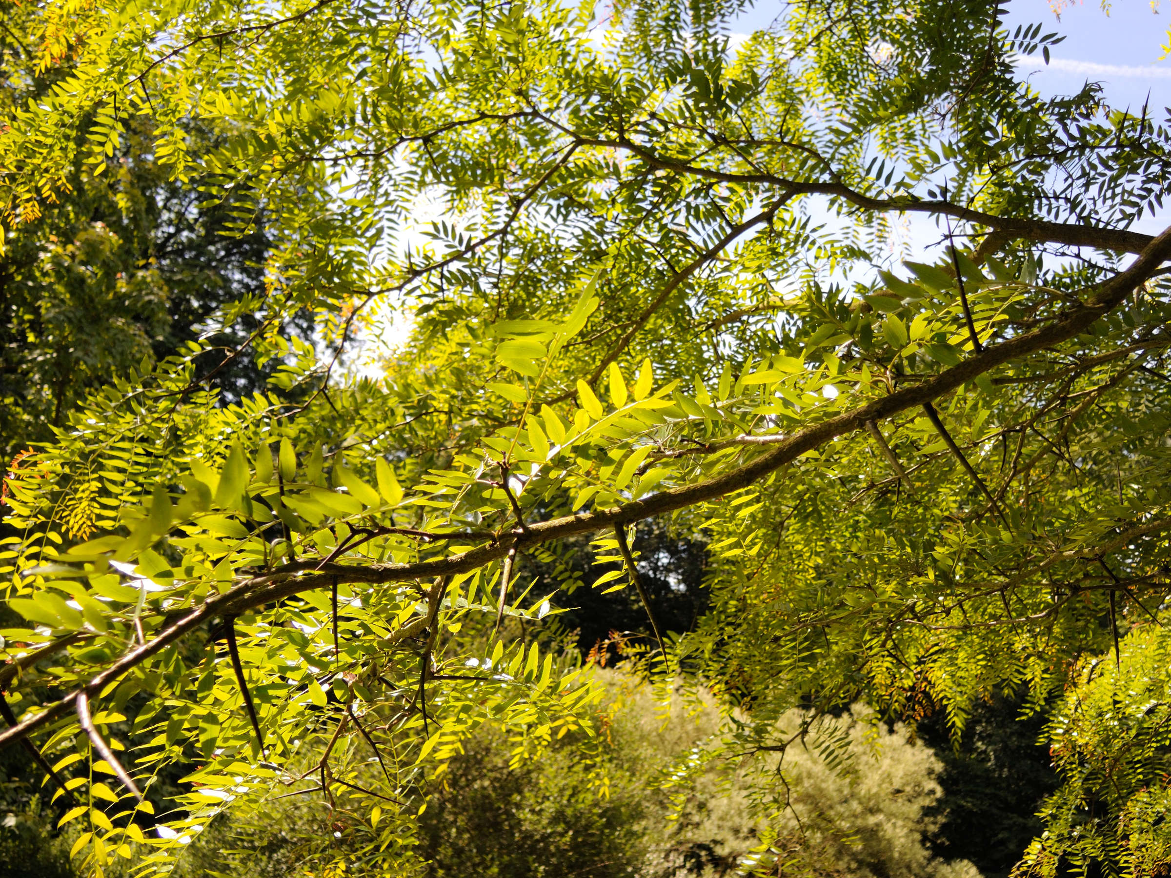 gleditsia_aquatica4md