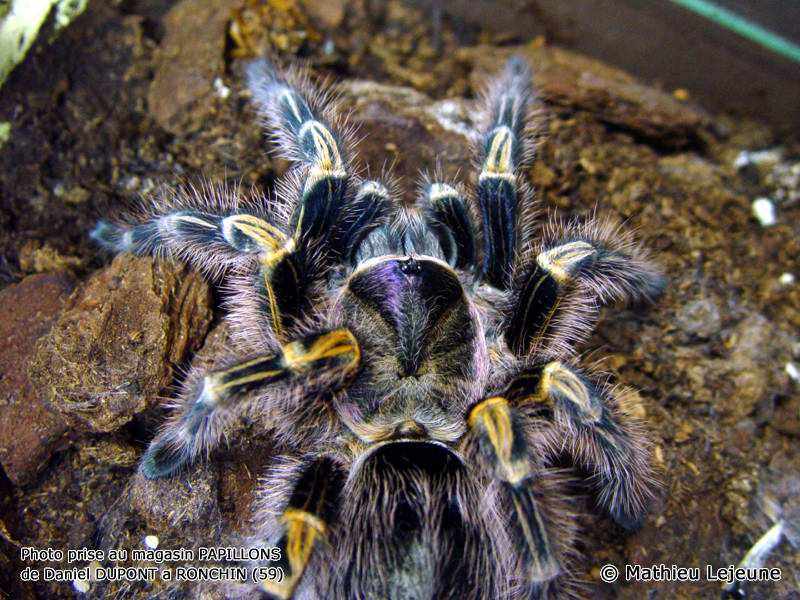 grammostola_aureostriata1ml