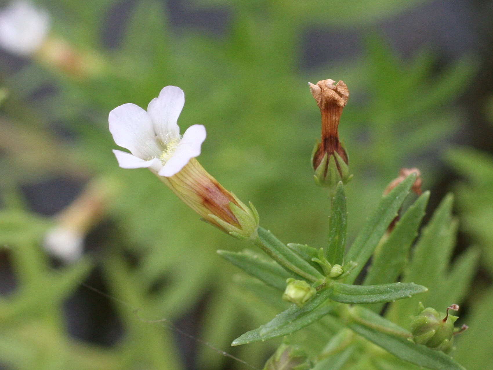 Afficher le média gratiola_officinalis2md gratiola_officinalis2md