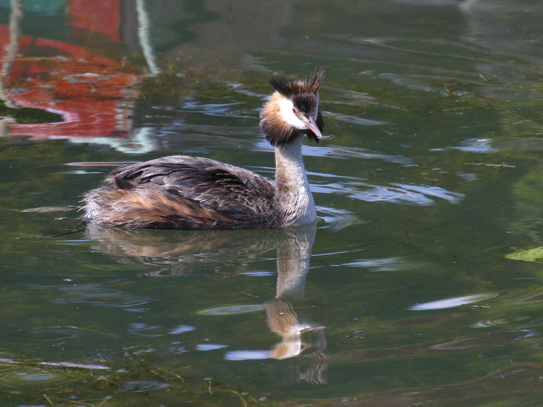 grebe_huppe_-_podiceps_cristatus6bd