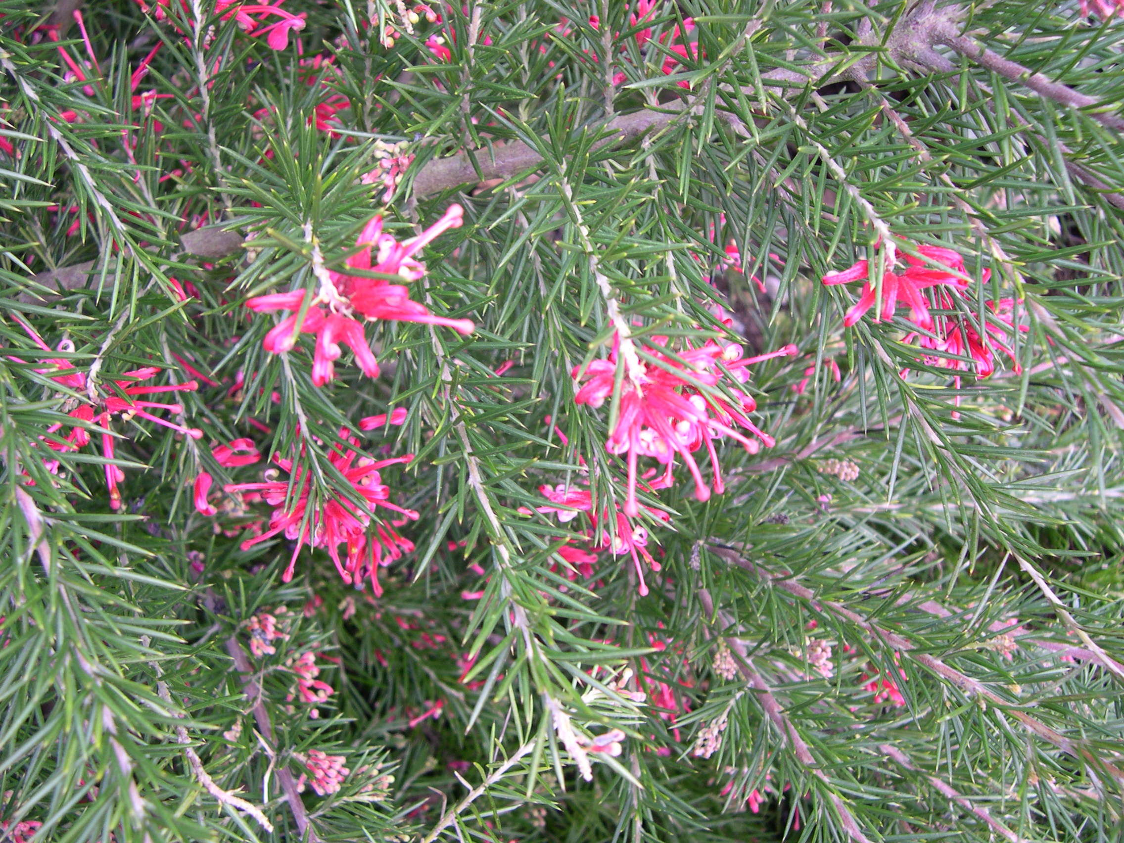grevillea_rosmarinifolia2md
