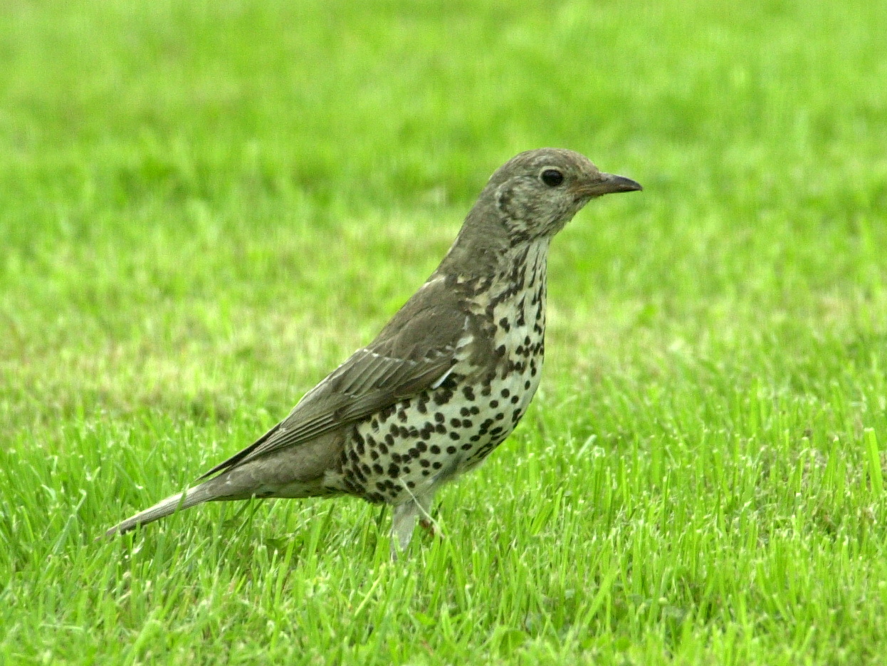 grive_draine_-_turdus_viscivorus2bd