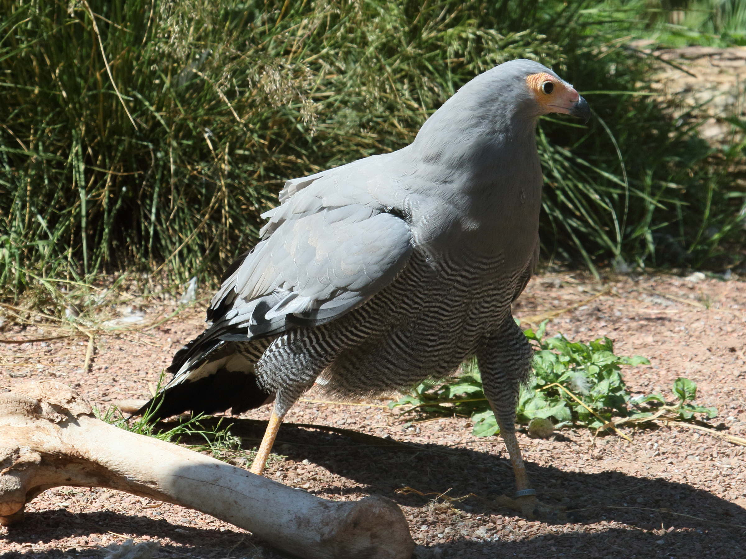 Afficher le média gymnogene_d-afrique_-_polyboroides_typus1bd gymnogene_d-afrique_-_polyboroides_typus1bd