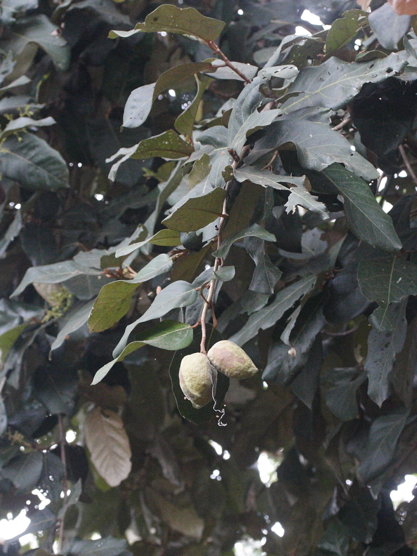 heritiera_littoralis7md