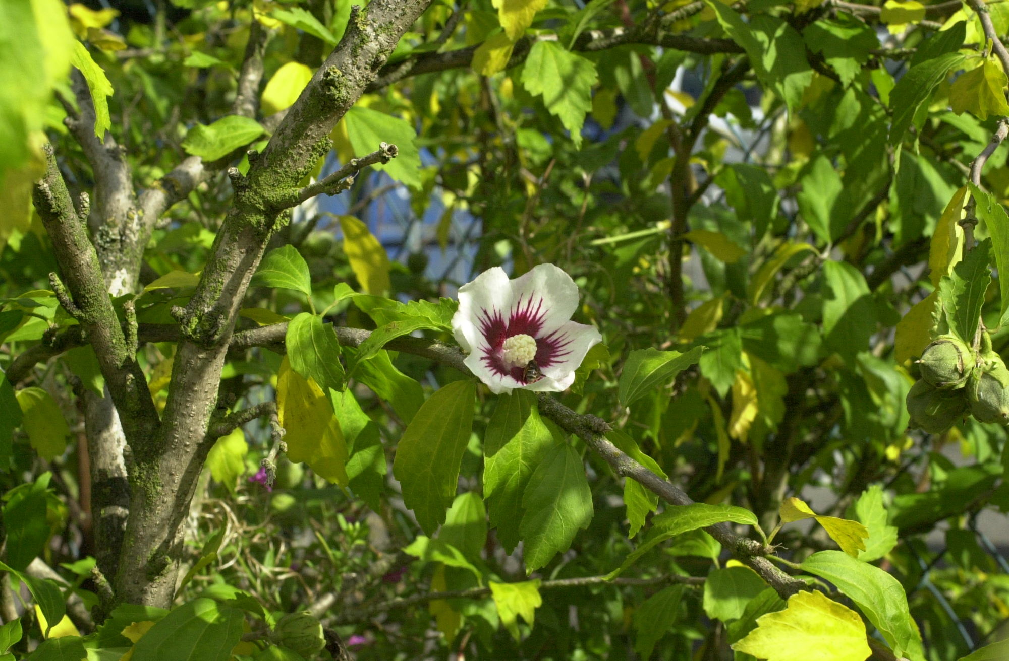 hibiscus_syriacus1md