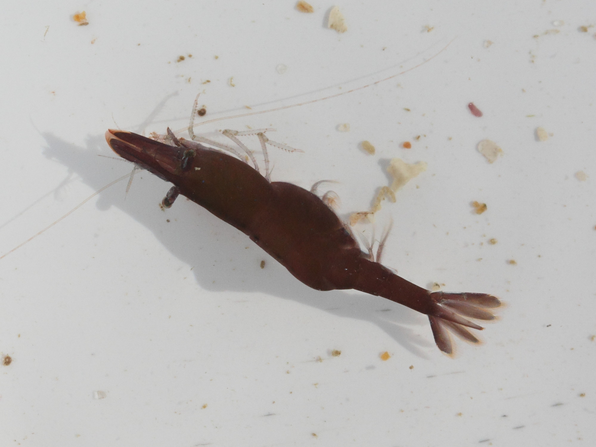 hippolyte_varians4md