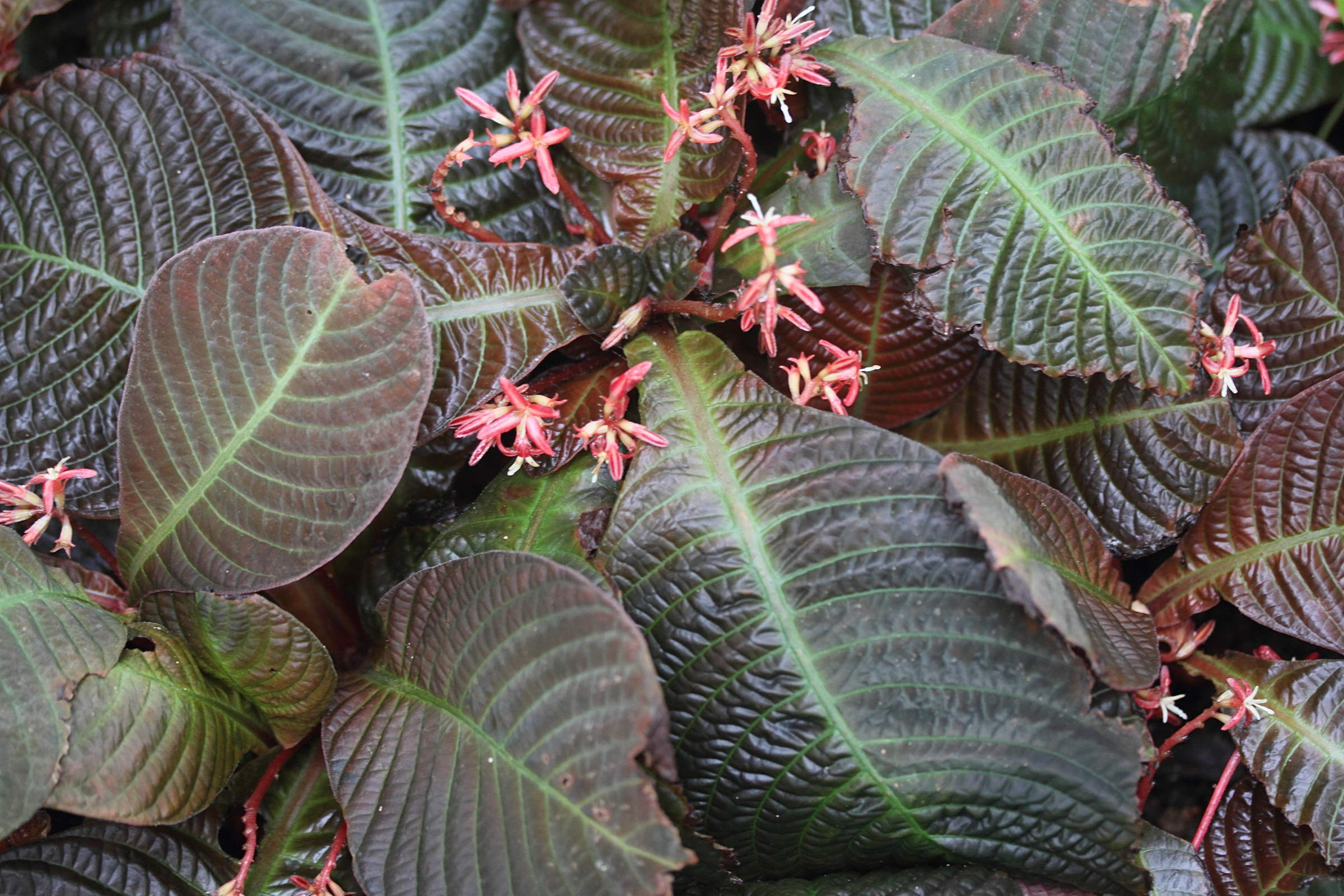 hoffmannia_refulgens1md