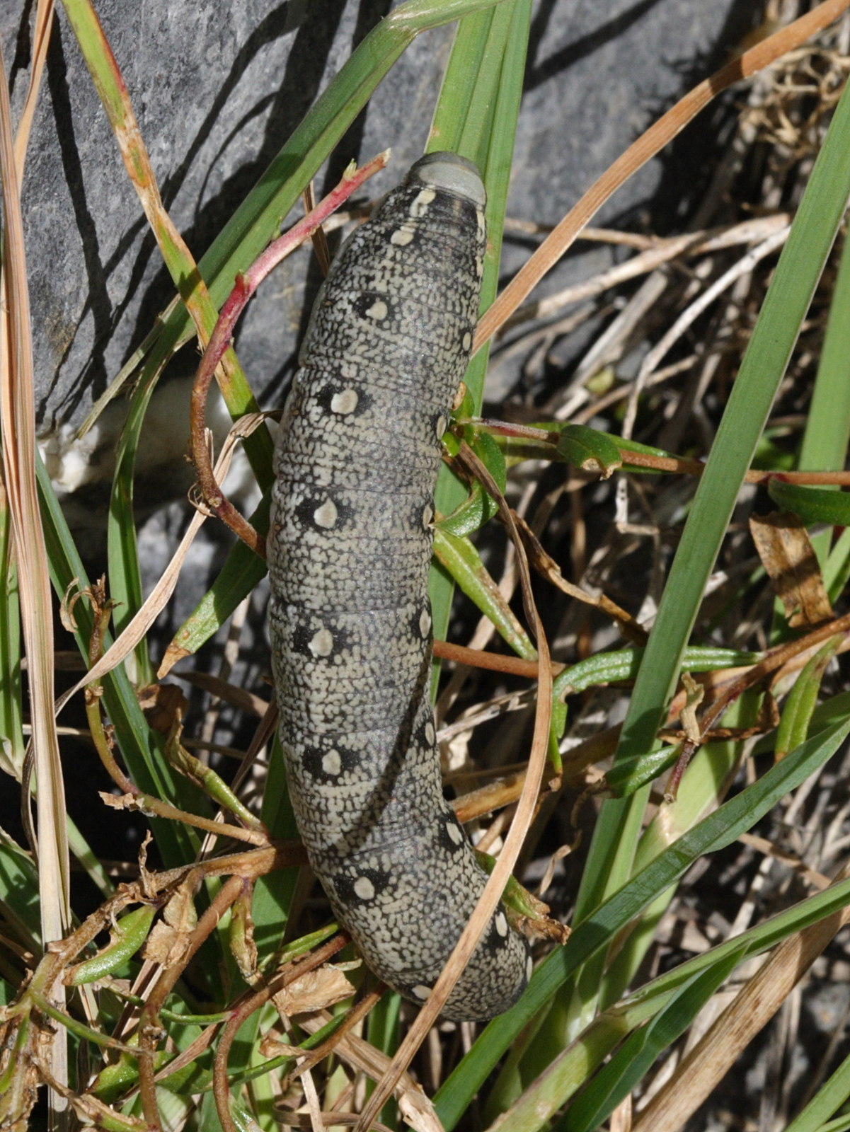 hyles_vespertilio_ch1sd