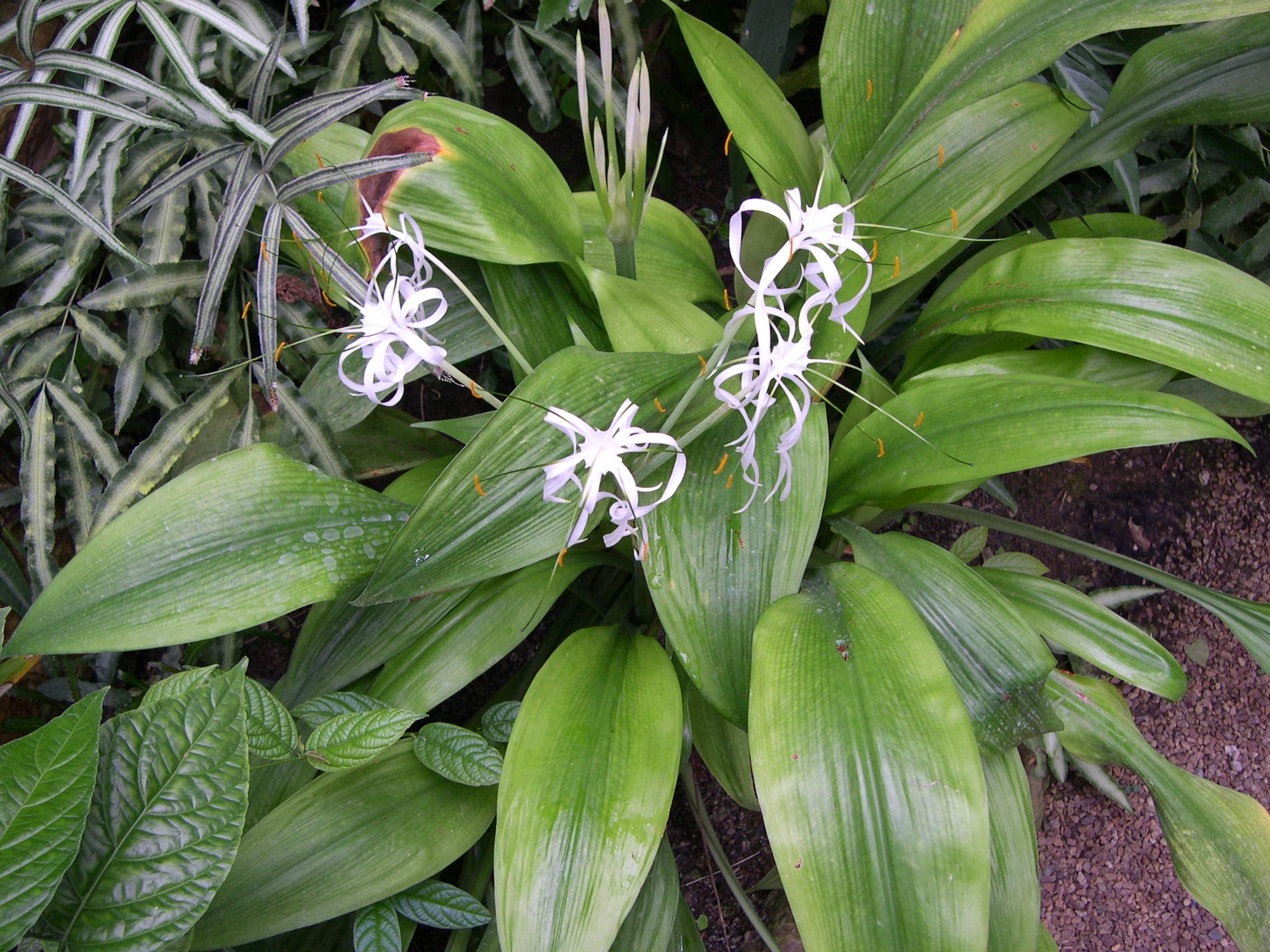 hymenocallis_littoralis1md