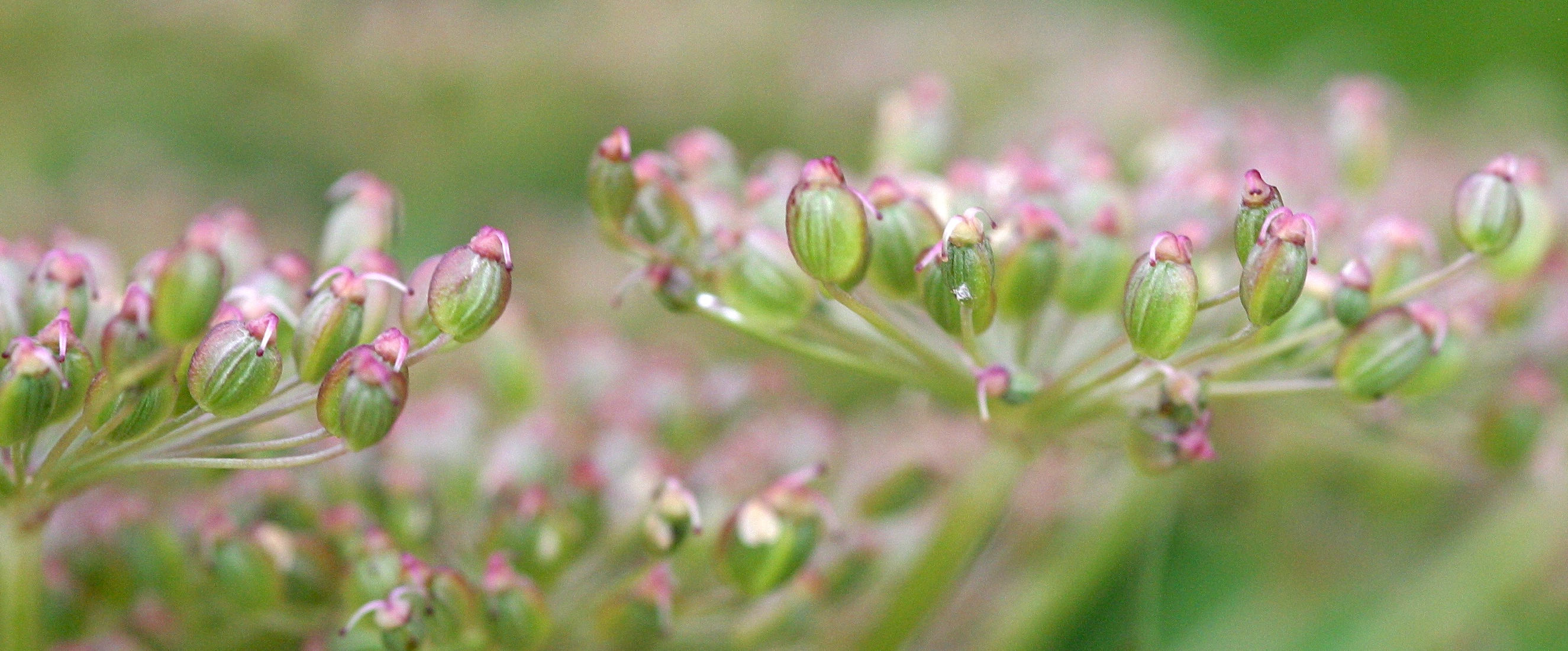 Imperatoria_ostruthium