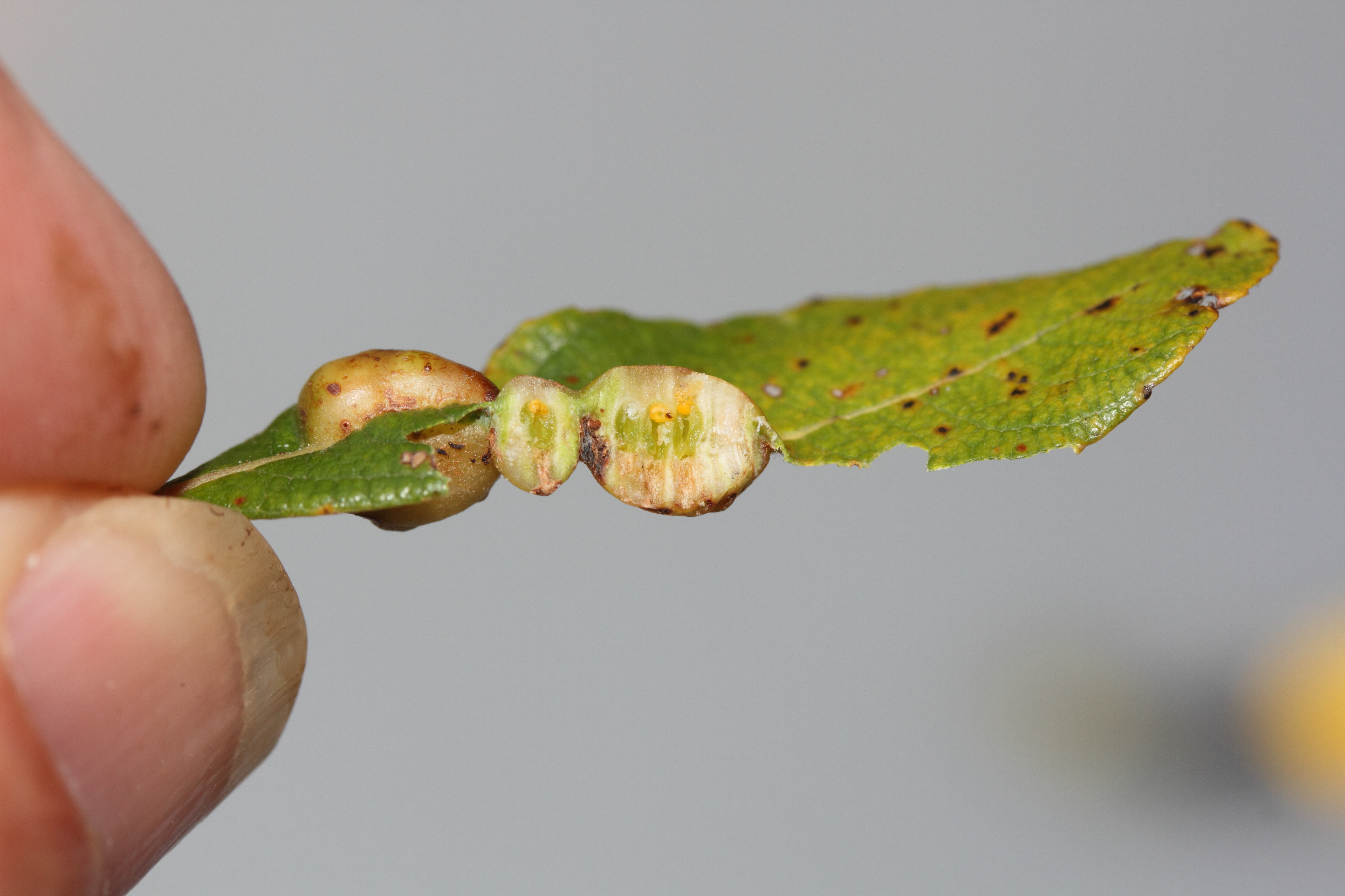 iteomyia_major_galle3md