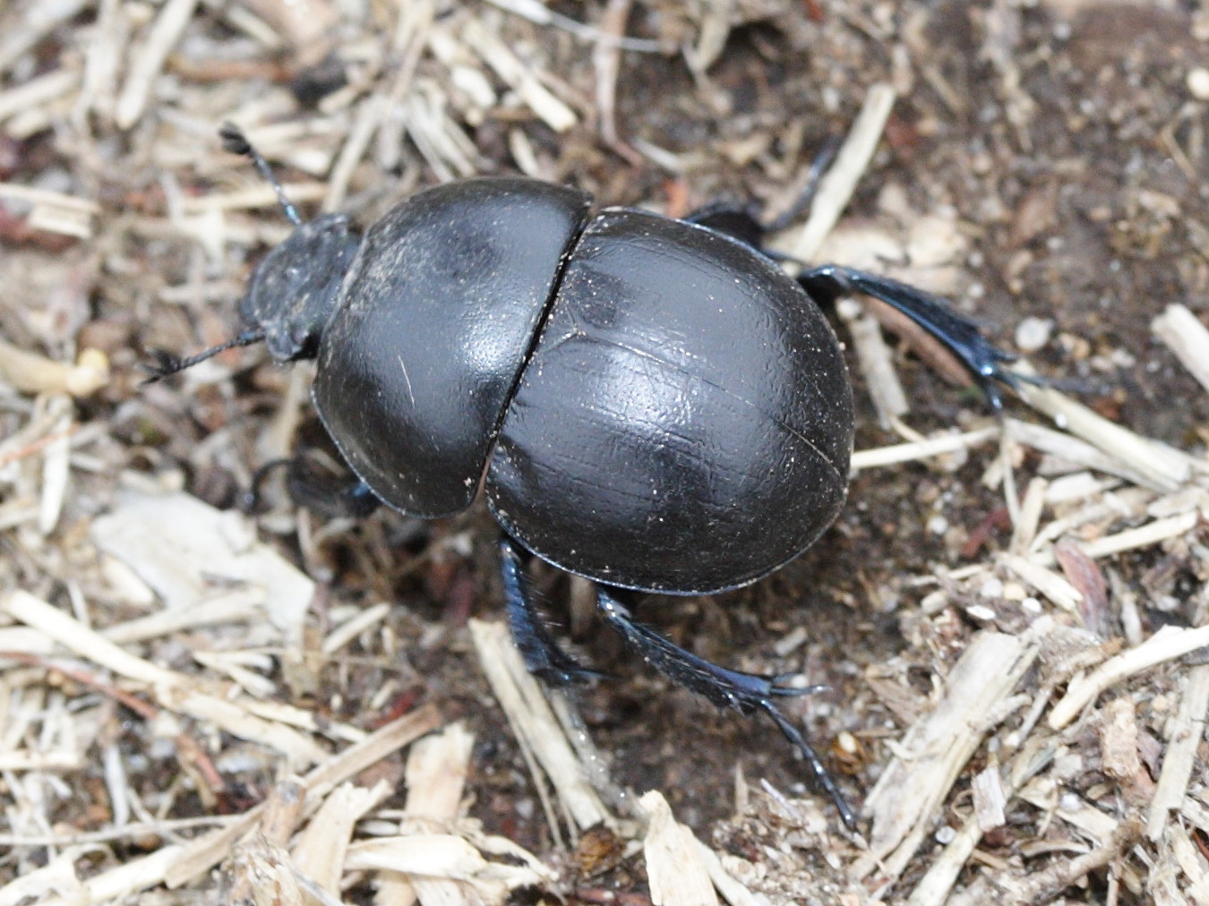 jekelius_intermedius1md