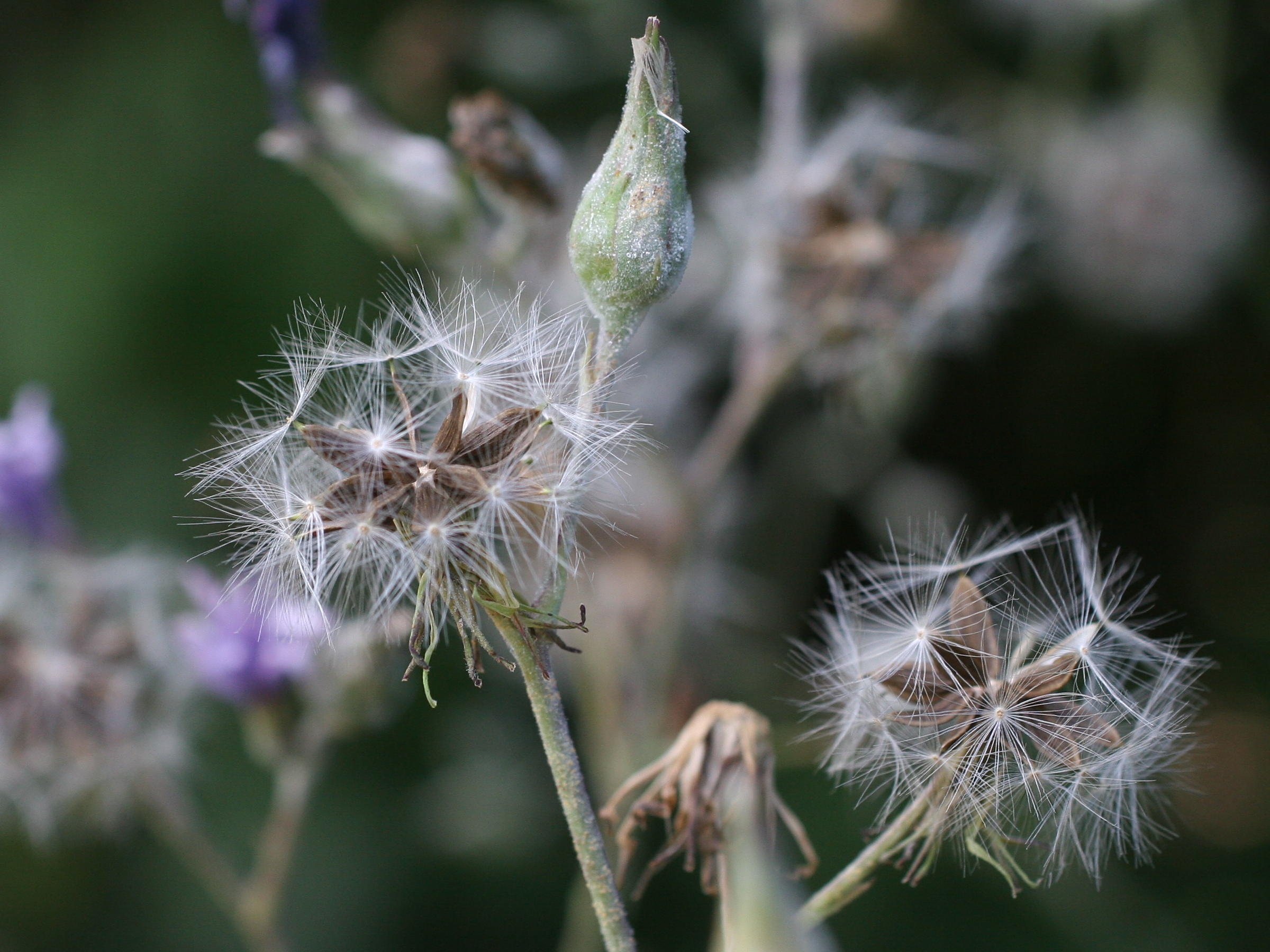 Afficher le média lactuca_plumieri2md lactuca_plumieri2md