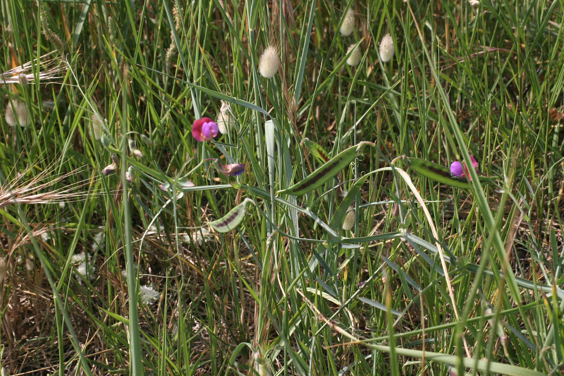 lathyrus_clymenum_articulatus1md