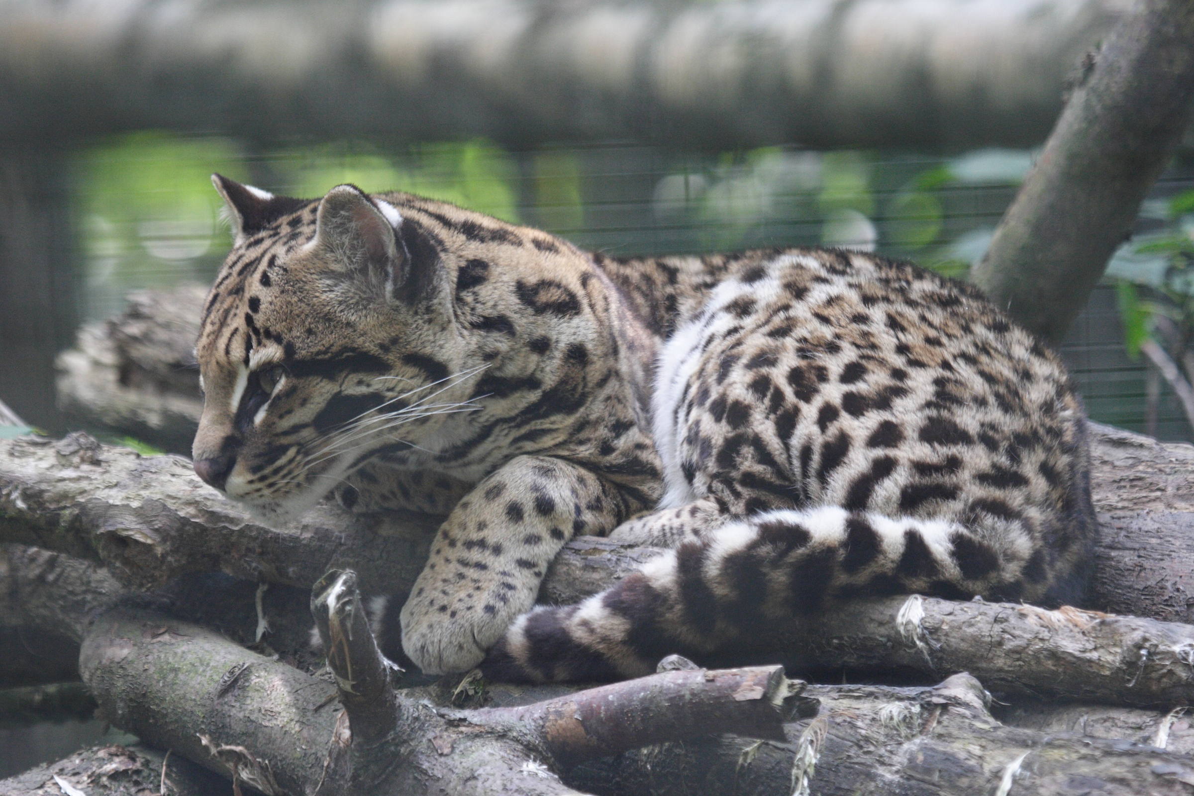 leopardus_pardalis1md