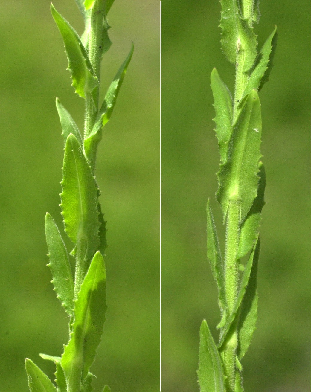 lepidium_campestre2md