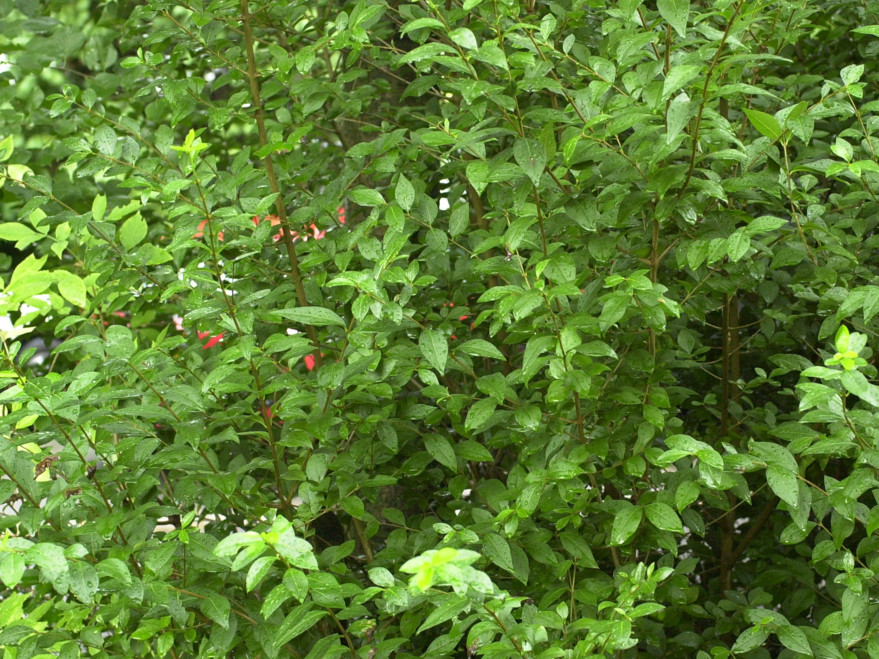 ligustrum_ovalifolium1amd