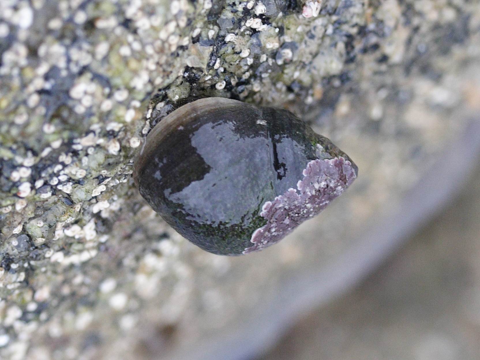 Afficher le média littorina_littorea2md littorina_littorea2md