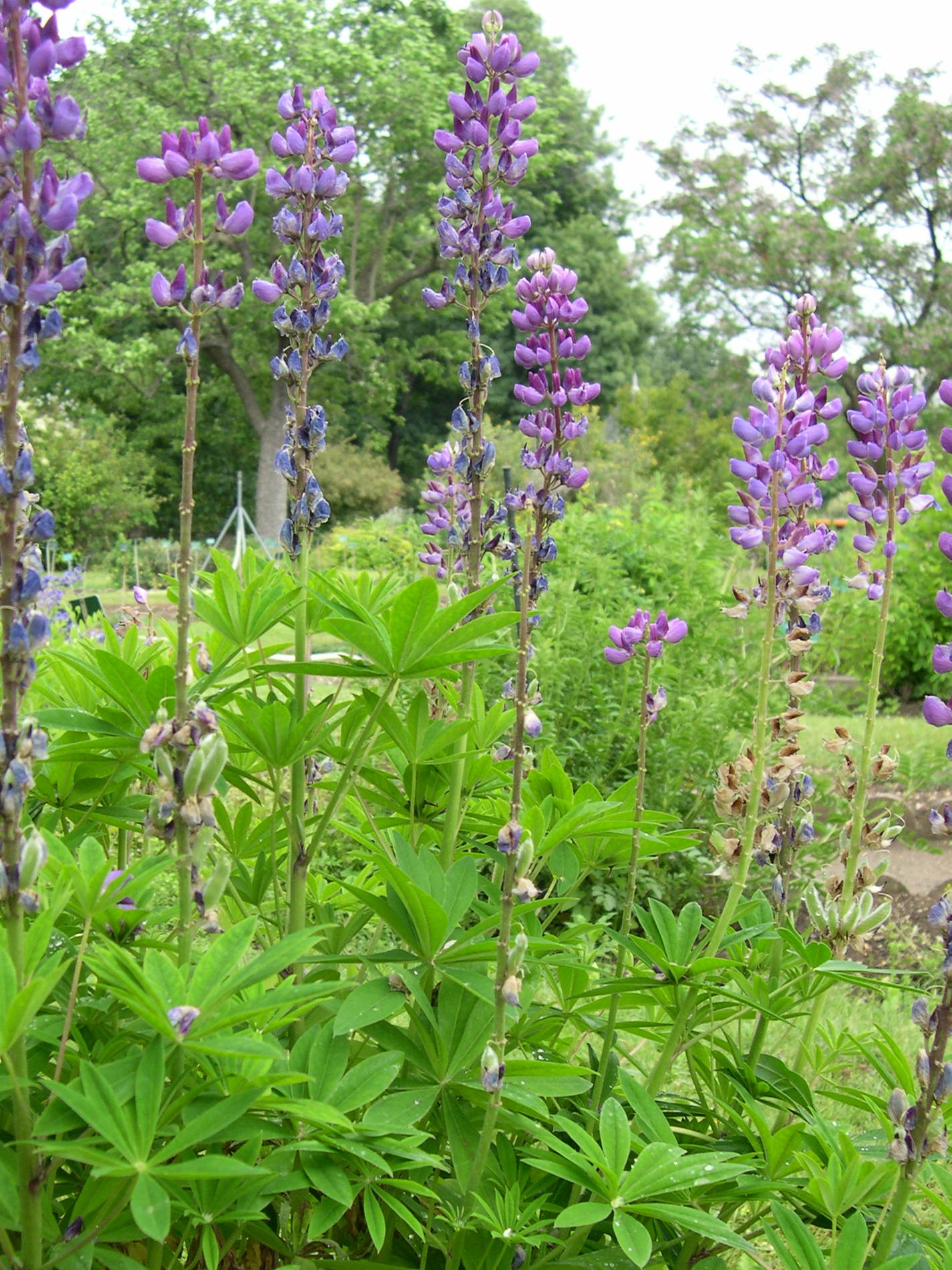 lupinus_polyphyllus1md